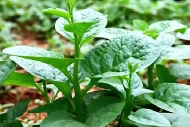 7 sai lầm cần tránh khi ăn rau mồng tơi kẻo gây sỏi thận, nhiều người không biết thường xuyên mắc phải