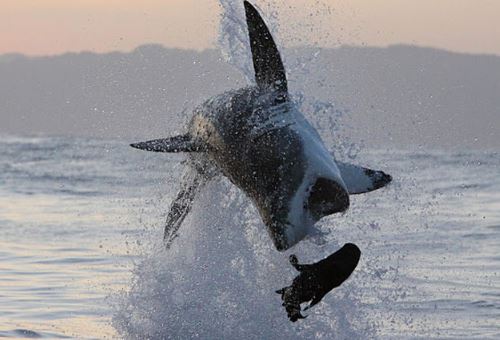 Clip: Cận cảnh pha bay người lên không đớp hải cẩu của cá mập trắng
