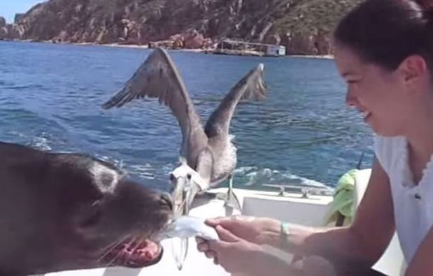 Clip: Hải cẩu tinh ranh, "vòi quà" với cặp đôi mới cưới