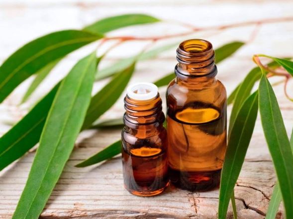 7 lợi ích của dầu khuynh diệp đối với sức khỏe