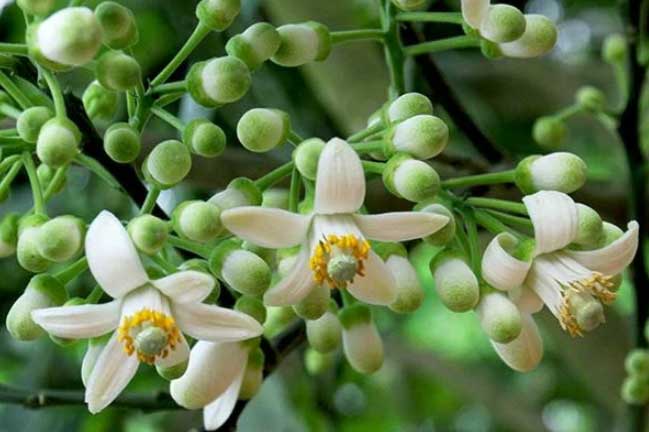 Mua hoa bưởi kèm theo một củ sả rồi dùng theo cách này, đúng 3 ngày sau bạn sẽ thấy điều kì diệu