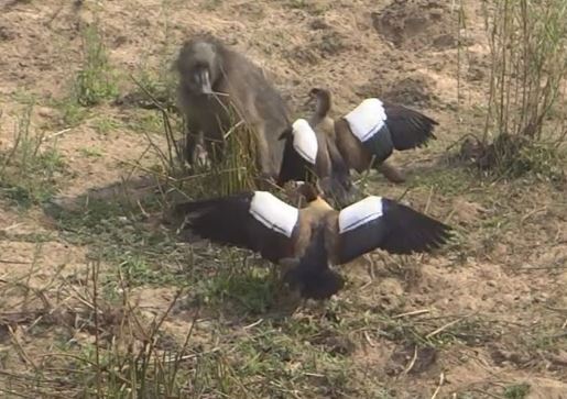Clip: Khỉ đầu chó “chịu đấm ăn xôi” cướp trứng ngỗng
