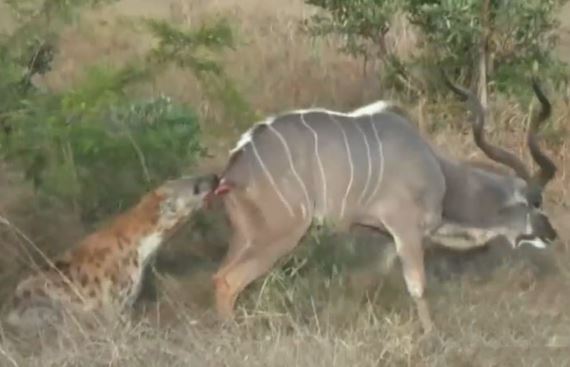 Clip: Linh dương vằn Kudu chết thảm trước nanh vuốt linh cẩu