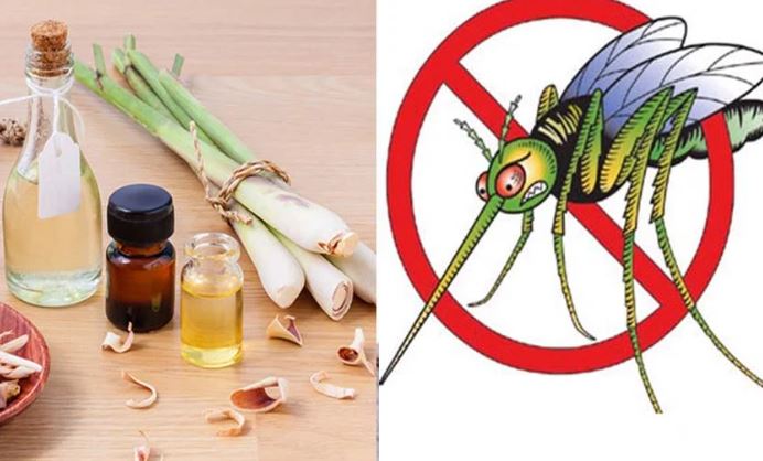 5 cách đuổi muỗi hiệu quả, an toàn ai cũng nên biết trong mùa sốt xuất huyết: Chỉ cần 1 lọ dầu gió