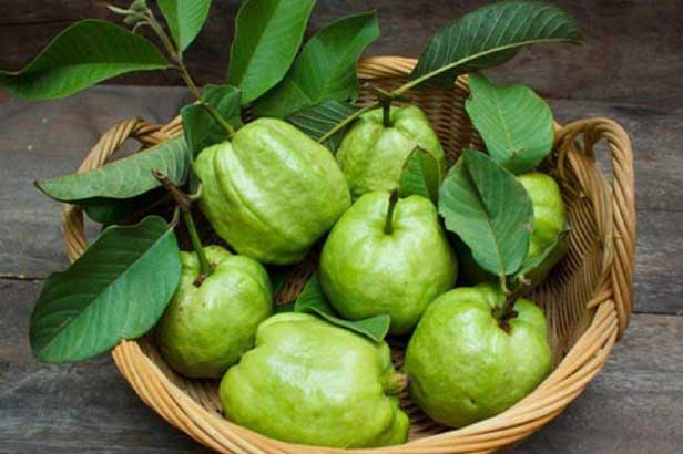 Quả ổi ngon bổ nhưng những người sau đây chớ đụng vào nếu không muốn rước độc vào cơ thể