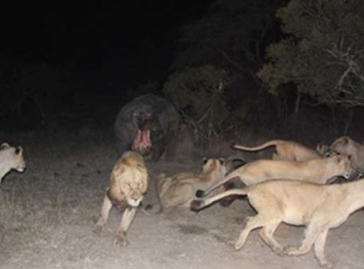 Clip: Sư tử chết thảm vì bị hà mã cắn trúng đầu