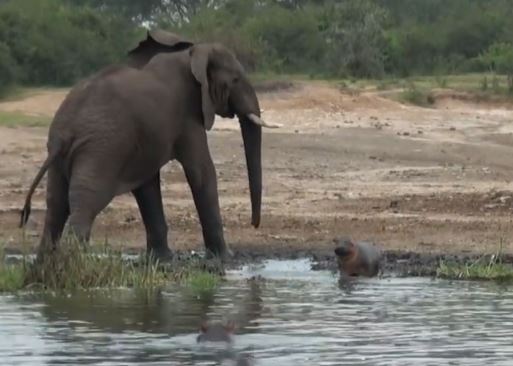 Clip: Voi đực “điên cuồng” truy sát hà mã con