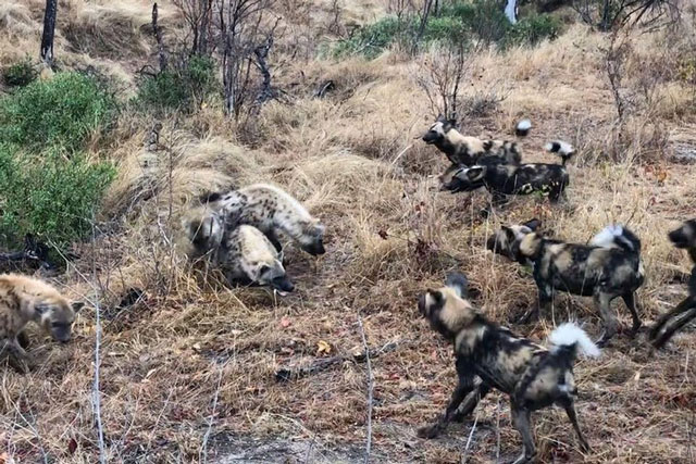 Clip: Bầy chó hoang bị cướp miếng ăn ngay trên miệng