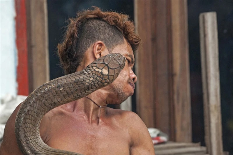 Một trong hai chú rắn hổ mang bò lên ngang mặt của Roni Kurniawan.