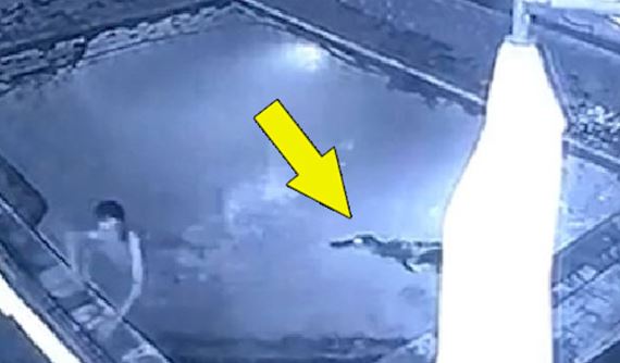 Clip: "Lạnh gáy" nhìn cảnh cá sấu bò vào bể bơi tấn công người