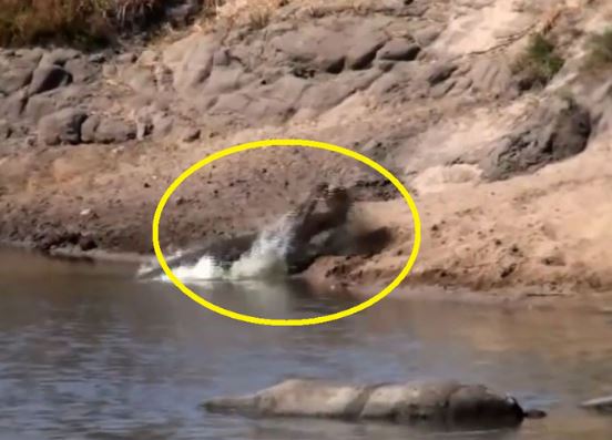 Clip: Bị cá sấu tấn công, heo rừng vẫn thoát chết thần kỳ