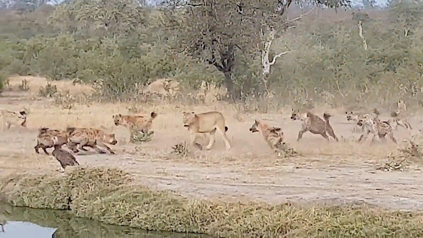Clip: Linh cẩu tấn công sư tử và cái kết bất ngờ cho những kẻ "táo tợn"