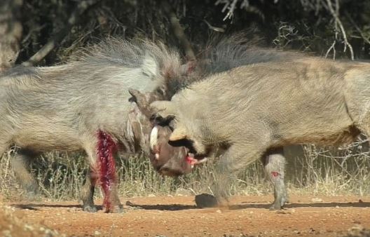 Clip: Cuộc hỗn chiến đẫm máu của 2 con heo rừng