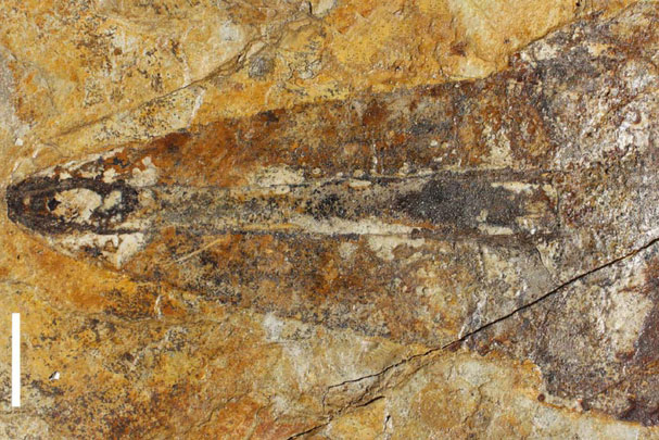 Bọ cạp thủy quái dài 1,1 m "hiện hình" nguyên vẹn sau 303 triệu năm