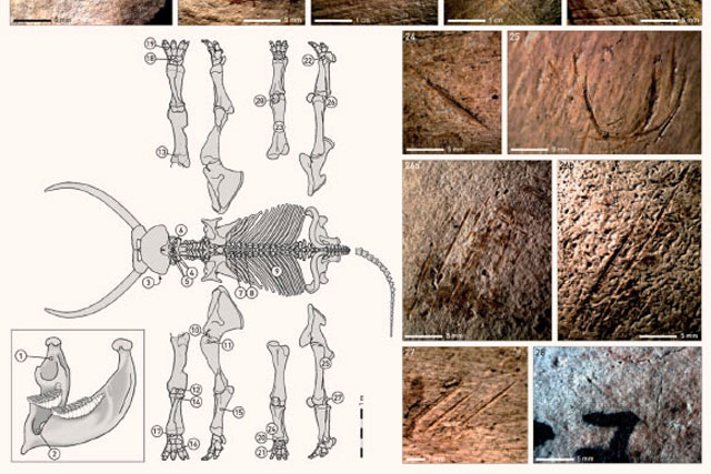 Phát hiện mới về quái thú khổng lồ và loài người “đáng sợ” sống song song chúng ta