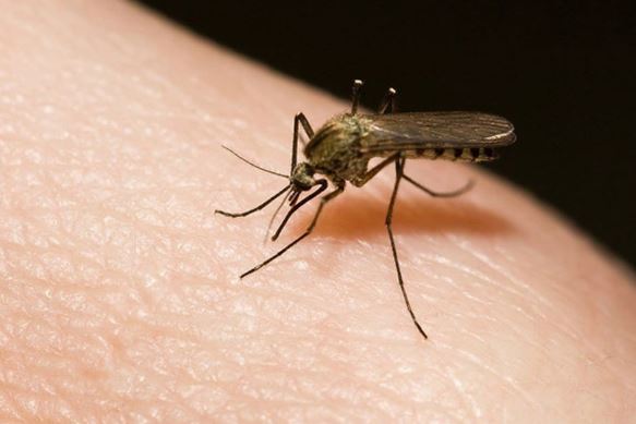 7 lý do khiến bạn bị muỗi đốt nhiều hơn người khác