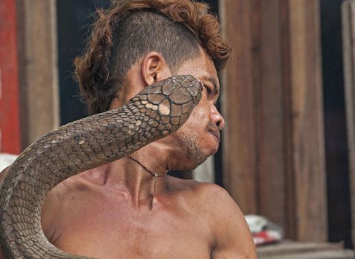 Clip: Liều mạng đùa nghịch với 2 con rắn hổ mang chúa khổng lồ