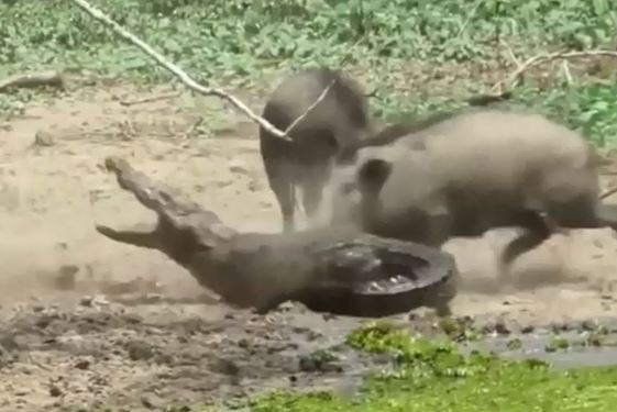 Clip: Heo rừng liều chết với cá sấu để bảo vệ con