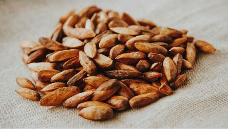 Những lợi ích bất ngờ của hạt bàng với sức khỏe