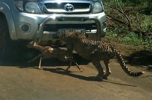 Clip: Báo săn thản nhiên giết chết linh dương ngay trước mặt du khách