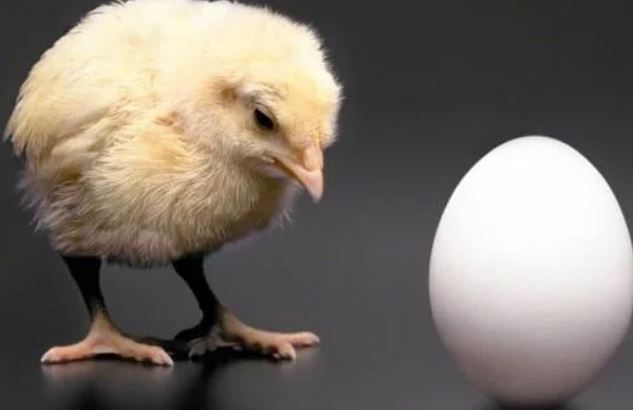 Con gà có trước hay quả trứng có trước? Đáp án chính xác của câu hỏi kinh điển này như sau