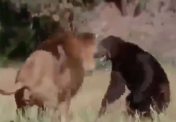 Clip: Màn giao chiến kịch tính giữa sư tử đực với gấu