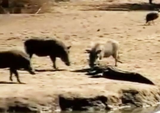 Clip: Heo rừng suýt mất mạng vì “trêu ngươi” cá sấu sông Nile