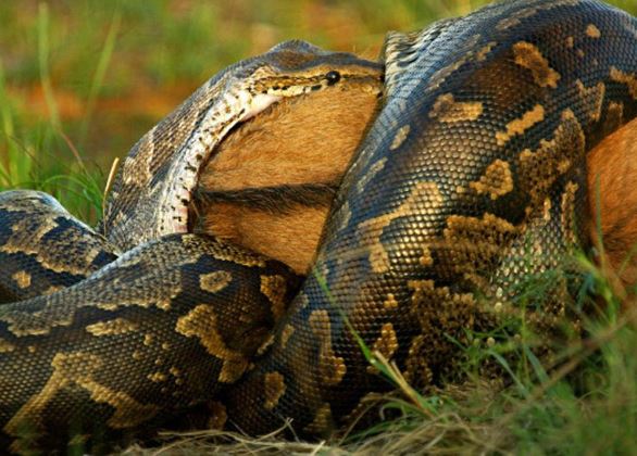 Clip: Trăn đá dài 6m nuốt chửng linh dương