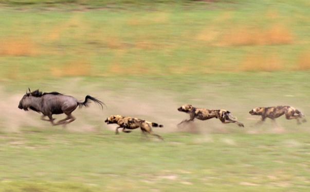 Clip: “Cái kết cực thảm” cho chú linh dương khi bị bầy chó hoang truy sát