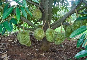 Hậu quả khó lường nếu ồ ạt trồng sầu riêng theo phong trào