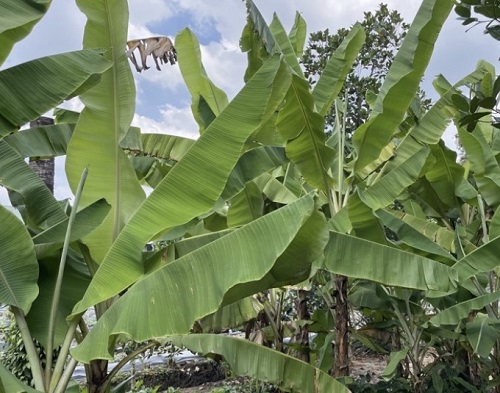 Xuất khẩu lá tre, lá chuối thu về hàng triệu USD