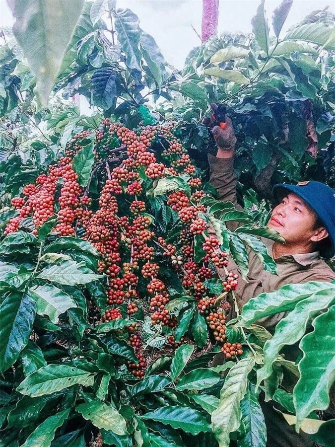 Giá nông sản ngày 23/2/2023: Cà phê và tiêu tiếp tục tăng mạnh