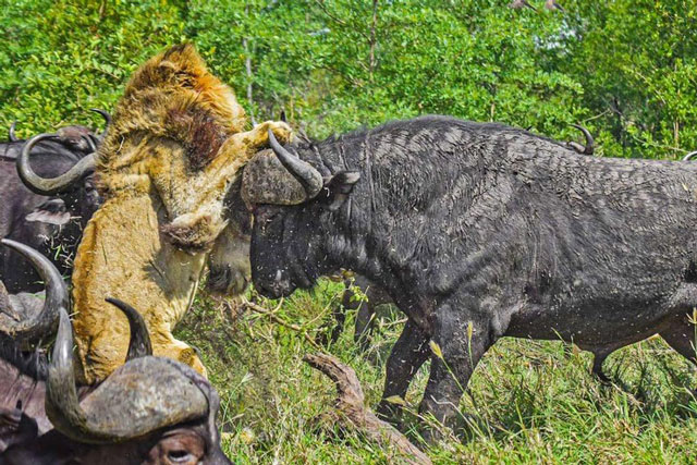 Clip: Ảo tưởng sức mạnh, vua sư tử bị trâu rừng vùi dập không thương tiếc