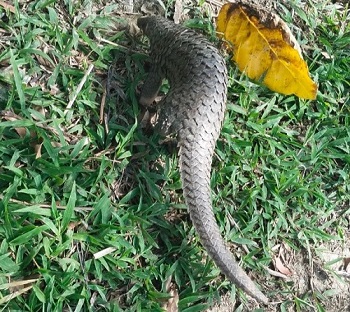 Cà Mau: Một cá thể tê tê Java được thả về rừng 