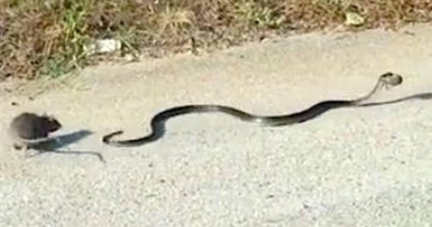 Clip: Chuột mẹ liều mình tấn công rắn độc "thừa sống thiếu chết" để cứu con