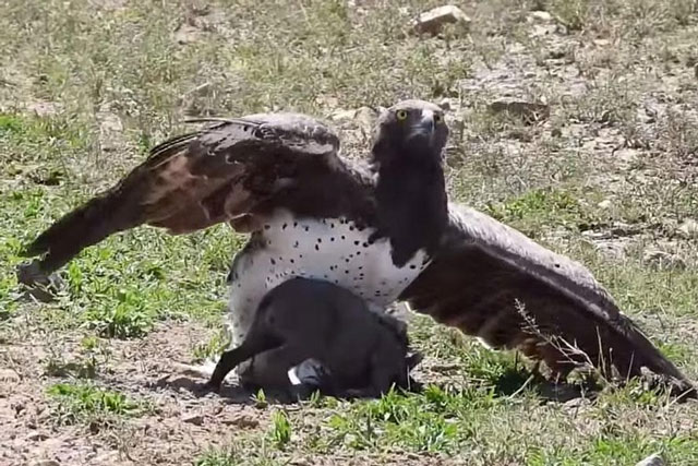 Clip: Đại bàng Martial sải cánh khuất phục lợn rừng