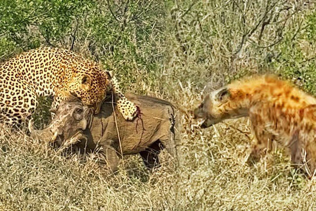 Clip: Lợn rừng sống sót thần kỳ sau màn truy kích của 2 kẻ săn mồi