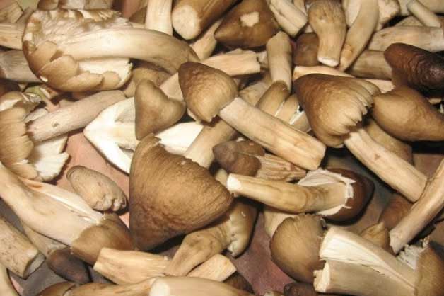 Ăn 2 bữa nấm 1 tuần bạn sẽ thấy ngay sự thay đổi bất ngờ của cơ thể mình