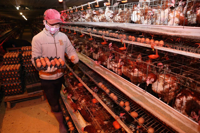 Giải cứu trứng gà: Chiêu trò của các thương lái?