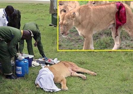 Clip: Liều mạng chữa thương cho sư tử