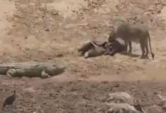 Clip: Sư tử cái cả gan cướp mồi của cá sấu