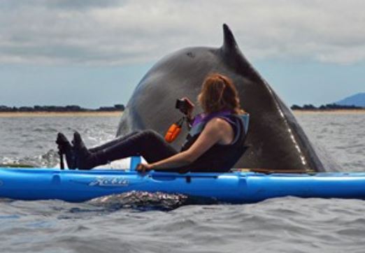 Clip: Cá voi sát thủ khổng lồ đè "bẹp dí” cả người lẫn thuyền