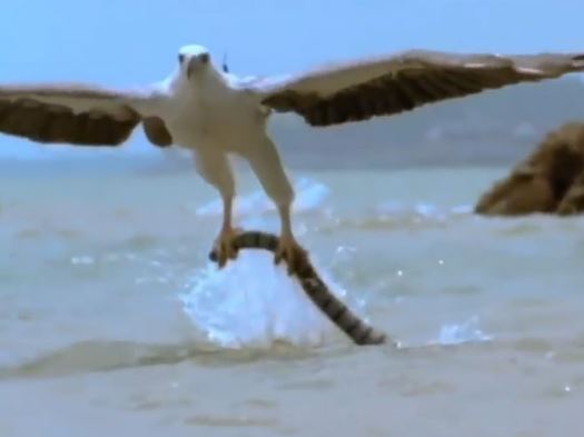 Clip: Đại bàng bắt “sát thủ máu lạnh” của đại dương về nuôi con