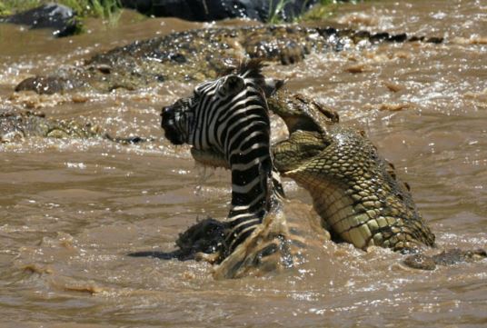 Clip: Những pha giết chóc đáng sợ của loài cá sấu sông Nile