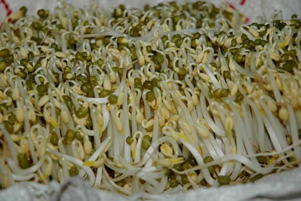 Loại rau giàu canxi hơn cả tôm, sữa, vừa ngon lại rẻ mà rất nhiều người Việt vẫn vô tình bỏ qua