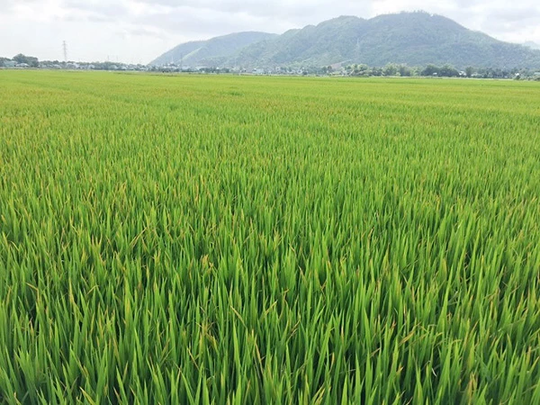 Sở NN&PTNT Đà Nẵng khuyến cáo không tưới nước nhiễm mặn (từ 2‰ trở lên) cho lúa Đông Xuân 2022 – 2023 trong giai đoạn trổ