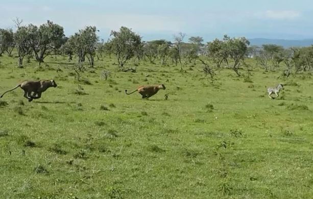 Clip: Ngựa vằn con bỏ mạng vì “trêu ngươi” sư tử