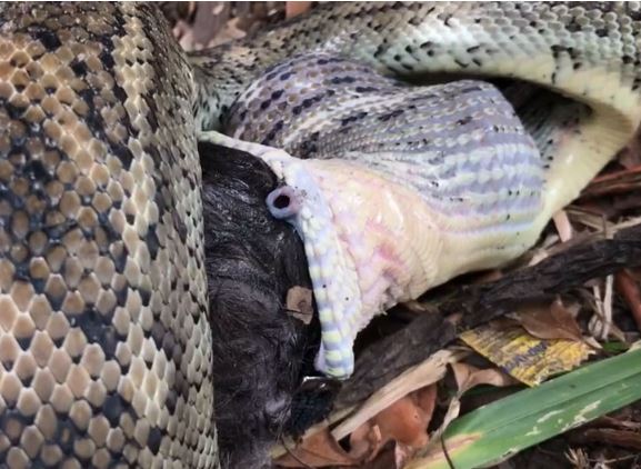 Clip: Rùng mình với cảnh trăn nuốt chửng mèo đen