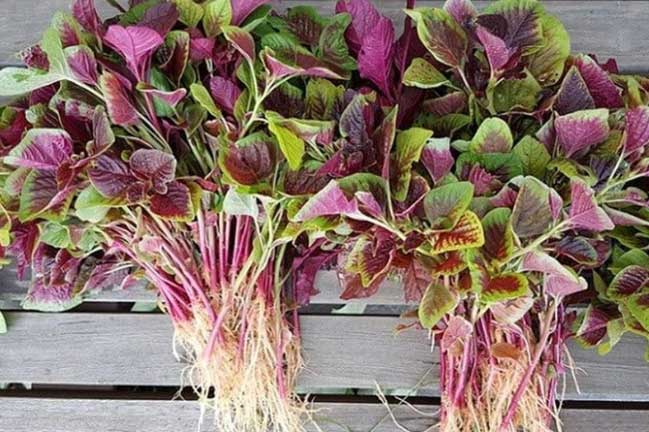 4 loại rau “bổ hơn thịt, rẻ hơn thuốc”, quý như nhân sâm bán đầy chợ, ai gặp nhớ mua về