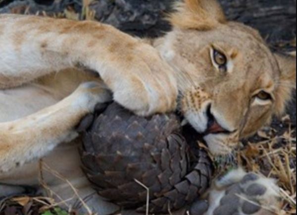 Clip: Sư tử “méo mặt” trước khả năng phòng thủ của tê tê